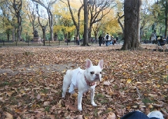 Giselle Central Park 2_0.jpg